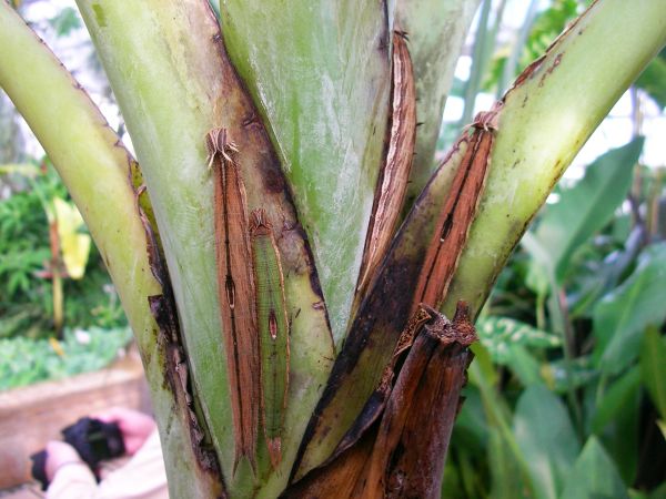 Raupen des Bananenfalters auf Bananenstaude