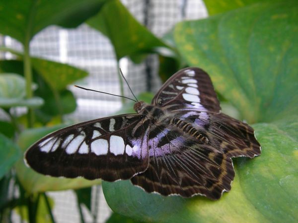 sitzender Schmetterling