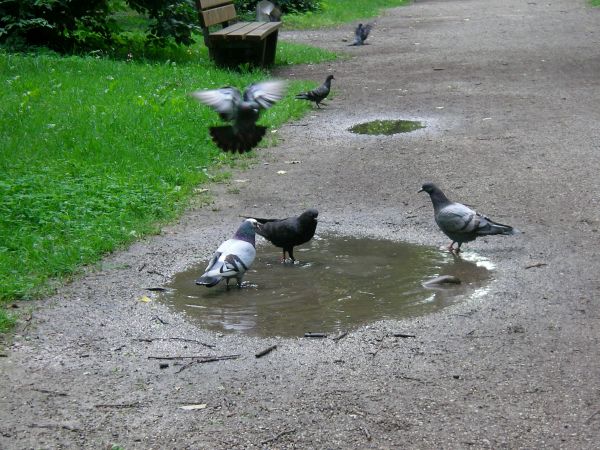 badende Tauben