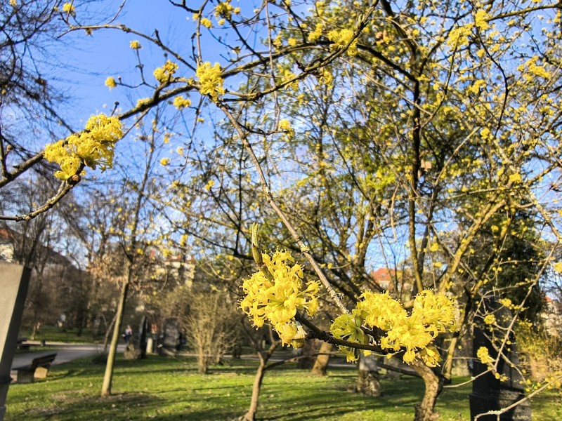 Kornelkirschen blühen in gelb, März im Alten Nördlichen Friedhof