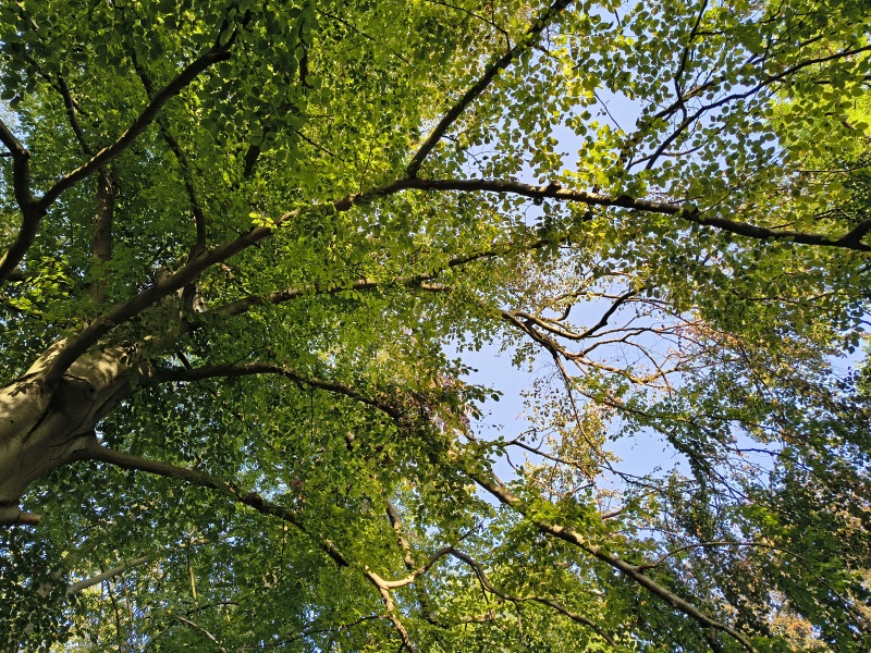 Baumkrone der Rotbuche im Alten Friedhof