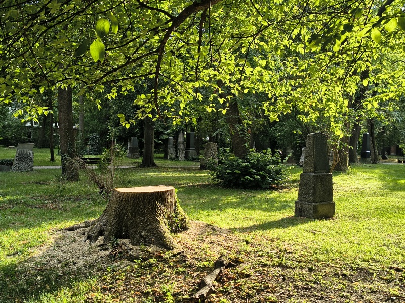 Baumstumpf einer gefällten Esche im Alten Nördlichen Friedhof