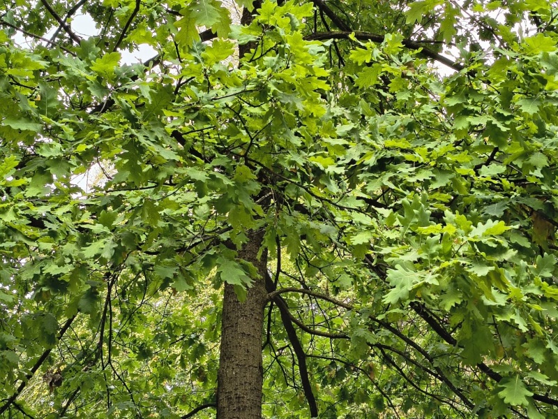junge Stieleiche nach Trockenheit im Alten Friedhof